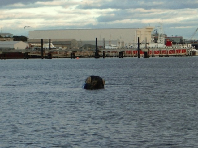 Woodmans whale